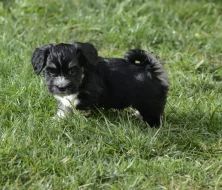 Havanský psík s PP