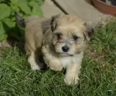 Havanský psík s PP