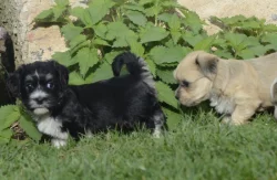 Havanský psík s PP