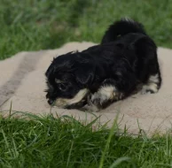 Havanský psík s PP