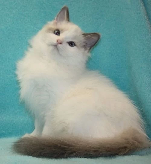RAGDOLL koťátka