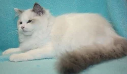 RAGDOLL koťátka