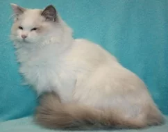 RAGDOLL koťátka