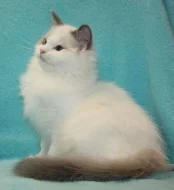 RAGDOLL koťátka