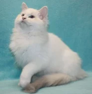 RAGDOLL koťátka