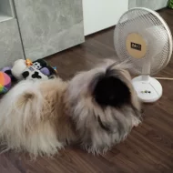 2 letý pes Pekinéze