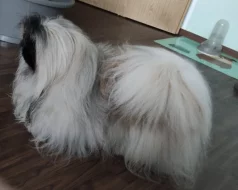 2 letý pes Pekinéze