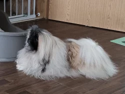 2 letý pes Pekinéze