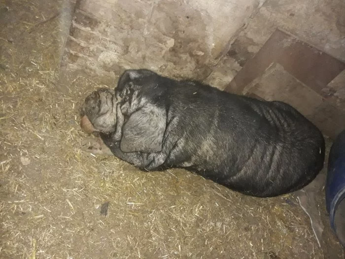 Kanec čínské klapouché