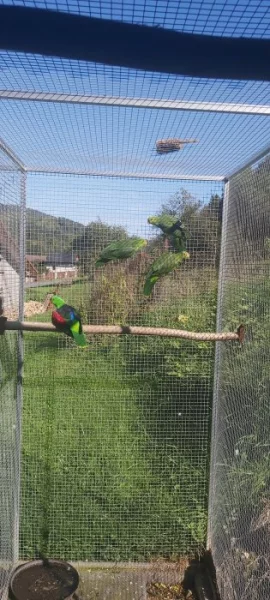 Papoušek červenokřidly