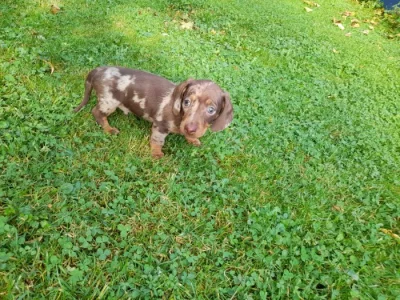 jezevčík trpasličí