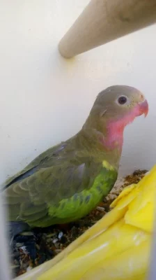 Papoušek alexandřin