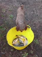 Násada kapra a lína