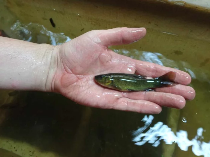 Násada kapra a lína