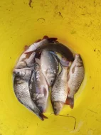 Násada kapra a lína