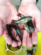 Násada kapra a lína