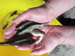 Násada kapra a lína