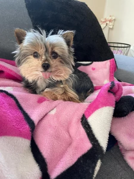 Rezervace šteñàtek Jorkširký teriér bez PP