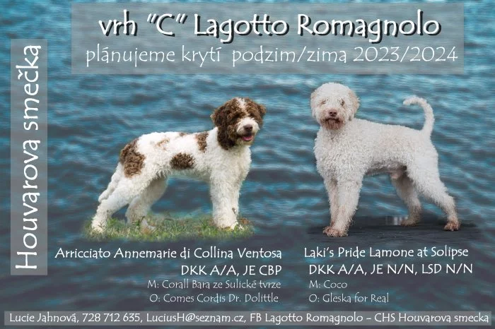 Lagotto romagnolo s PP