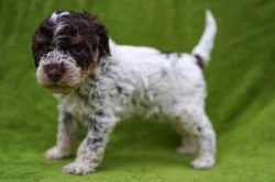 Lagotto Romagnolo - pejsci s PP
