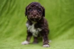 Lagotto Romagnolo - pejsci s PP