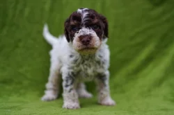 Lagotto Romagnolo - pejsci s PP