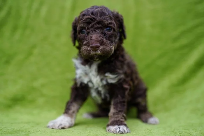 Lagotto Romagnolo - pejsci s PP