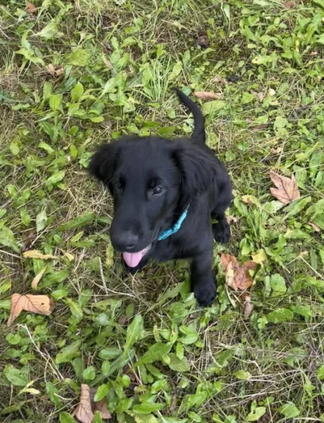 Štěňátko Flat Coated retriever