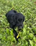 Štěňátko Flat Coated retriever