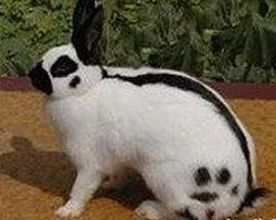 Prodám české strakáče