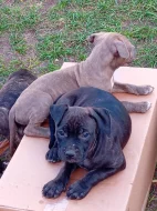 Americký stafordšírský teriér