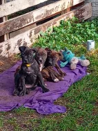 Americký stafordšírský teriér