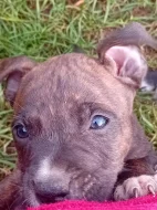 Americký stafordšírský teriér