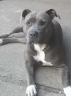 Americký stafordšírský teriér