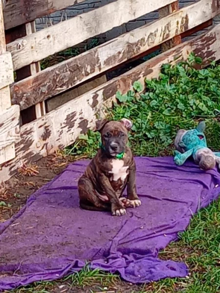 Americký stafordšírský teriér