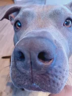 American Bully XL k rezervaci