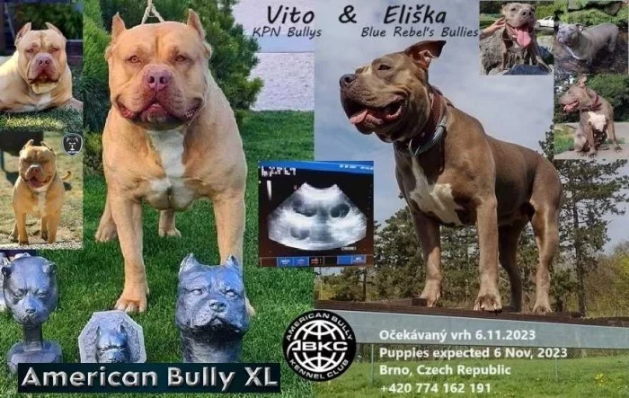 American Bully XL k rezervaci