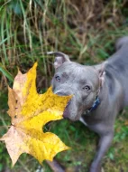 American Bully XL k rezervaci