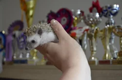 Ježek bělobřichý s PP