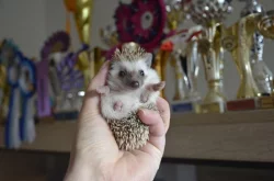 Ježek bělobřichý s PP