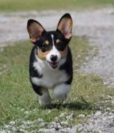 vynikající štěňata pemboke welsh corgi