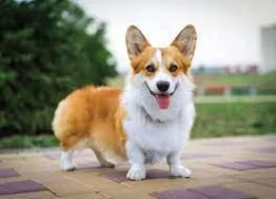 vynikající štěňata pemboke welsh corgi