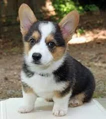 vynikající štěňata pemboke welsh corgi