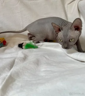 Sphynx koťátka bez PP