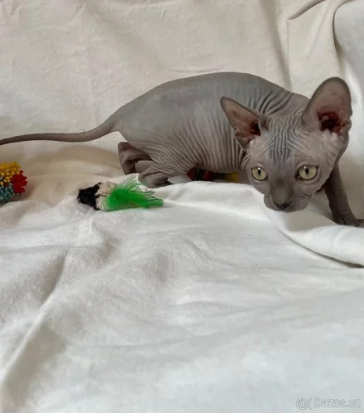Sphynx koťátka bez PP