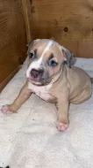 Prodej štěňat American bully standart s ABKC