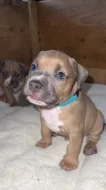 Prodej štěňat American bully standart s ABKC
