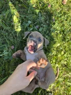 Prodej štěňat American bully standart s ABKC
