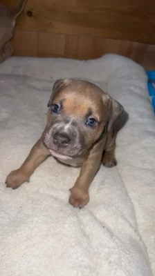 Prodej štěňat American bully standart s ABKC