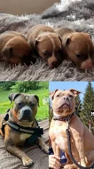 Prodej štěňat American bully standart s ABKC